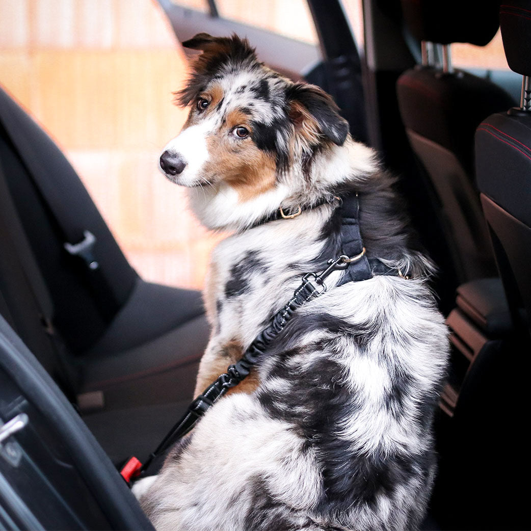 Sicherheitsgurt für den Hund: gut gesichert im Auto