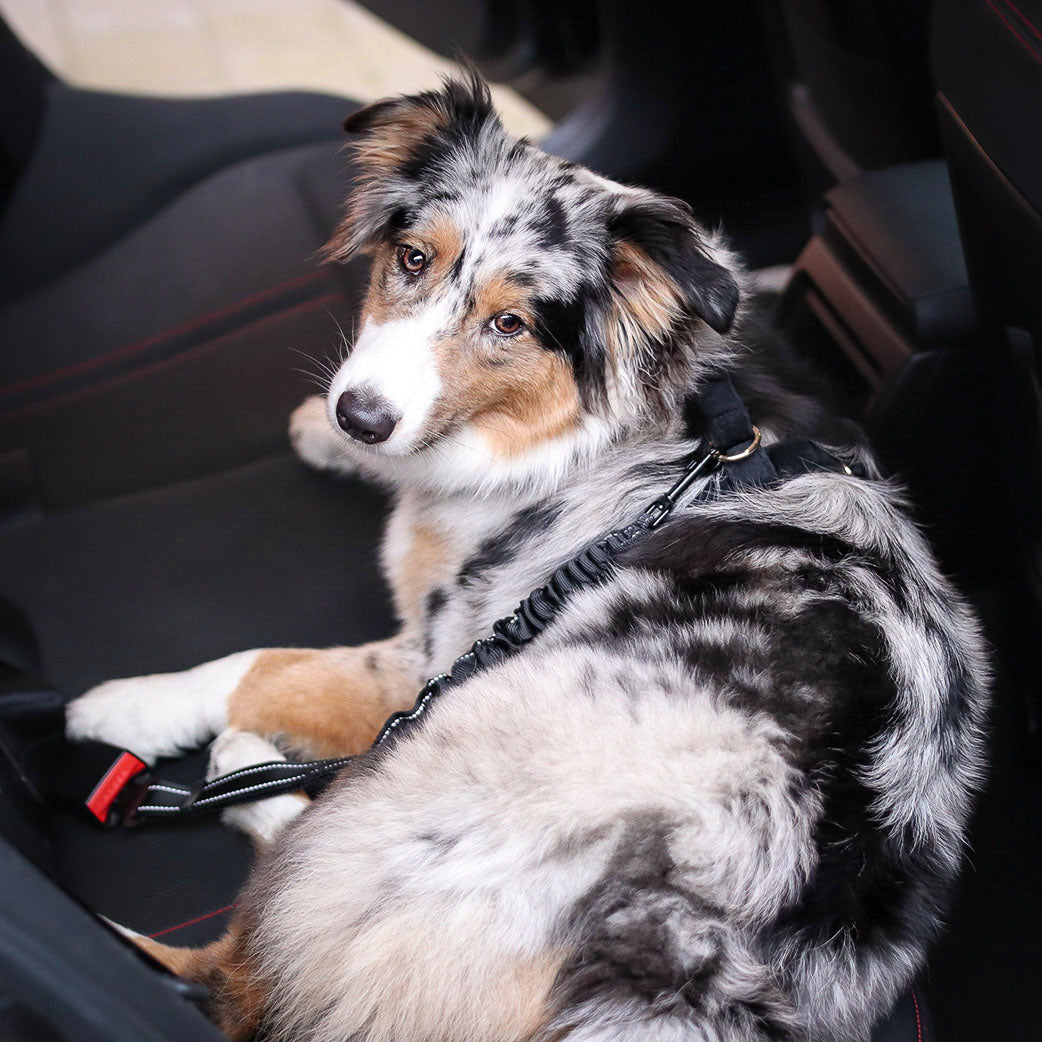 Eyein Hunde Sicherheitsgurt, 3 in 1 anschnallgurt Hund Auto mit  reflektierendem elastischem Nylon-Bungee, Hunde sicherheitsgurt für alle  Hunderassen und Auto Sitze Trunk, 70cm (Schwarz) : : Haustier